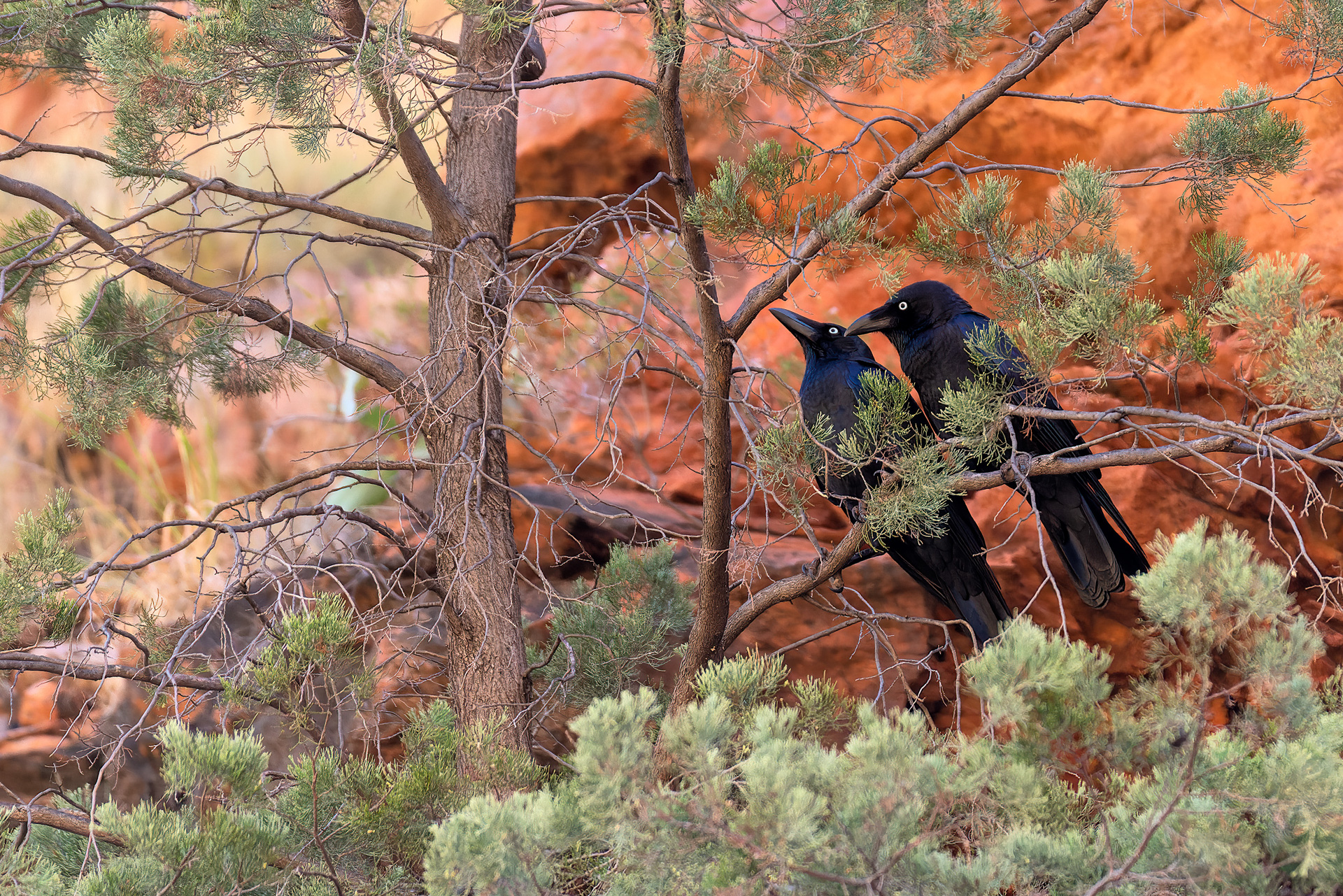 Redbank Gorge (Mount Zeil) - Neuhollandkrähe